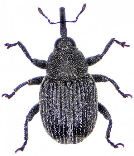 Réf. 201 917 : Miarus sp.